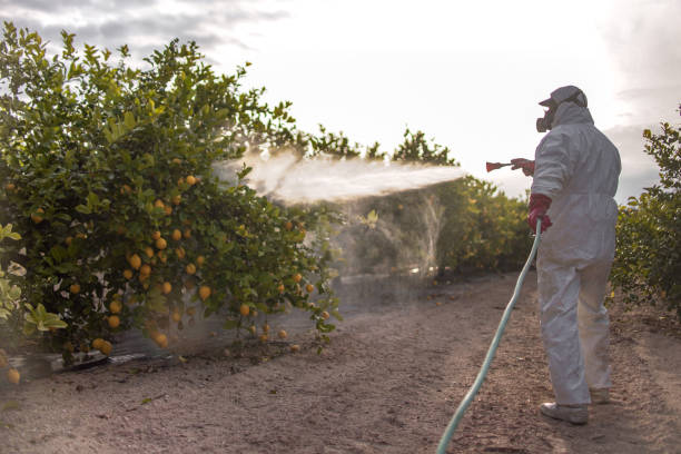 Best Local Pest Control Services  in Conway, FL