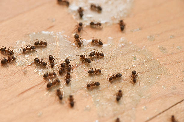 Wildlife Control Services in Conway, FL