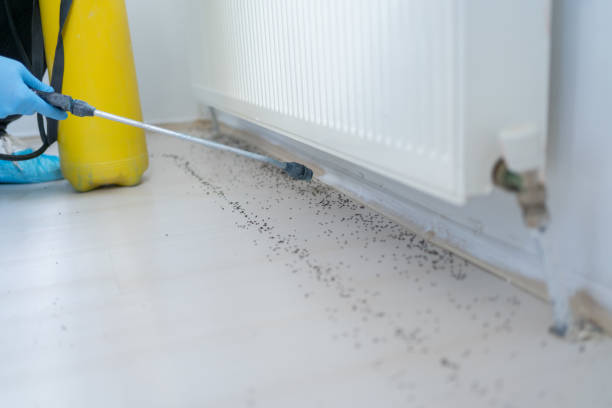 Best Pest Prevention Services  in Conway, FL